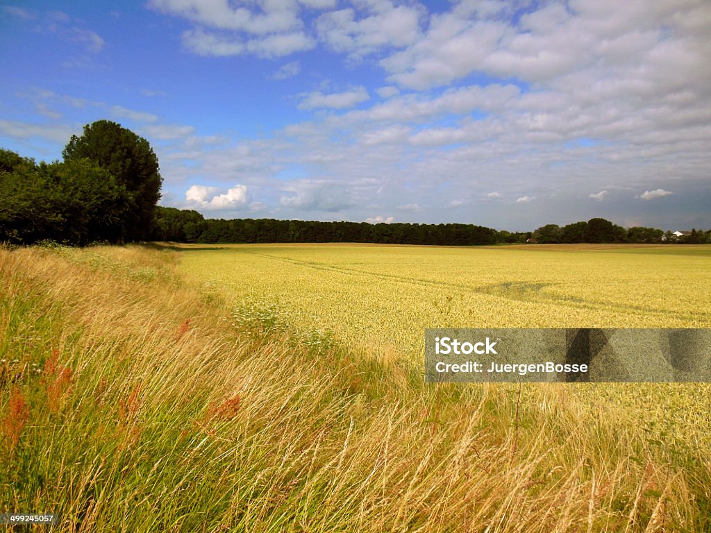 Cornfield im Sommer - Lizenzfrei Fotografie Stock-Foto