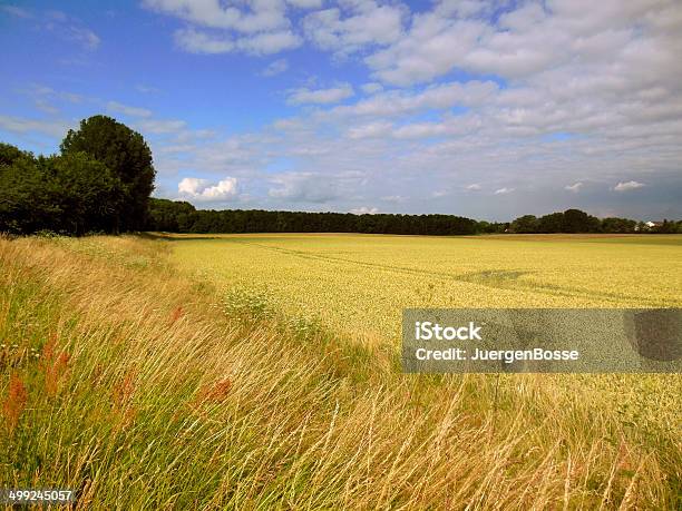 Cornfield Im Sommer Stockfoto und mehr Bilder von Fotografie - Fotografie, Getreide, Himmel