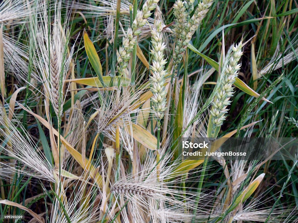 Cornfield - Lizenzfrei Fokus auf den Vordergrund Stock-Foto