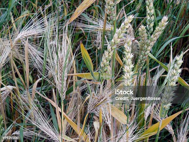 Cornfield Stockfoto und mehr Bilder von Fokus auf den Vordergrund - Fokus auf den Vordergrund, Fotografie, Getreide