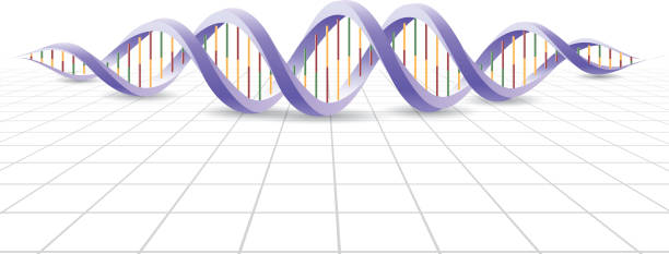 ilustrações, clipart, desenhos animados e ícones de dna - white background yellow close up front view