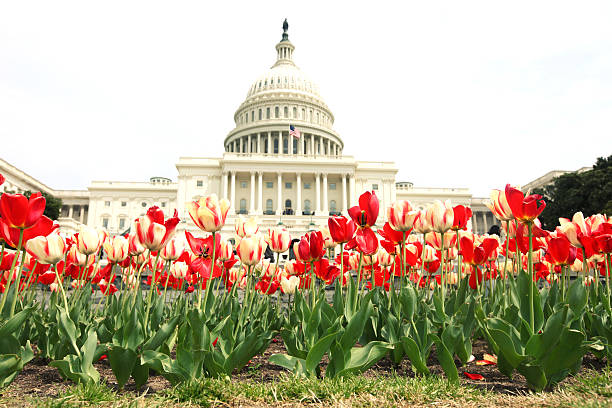 National mall Lincoln memorial Washington Monument obelisk and United States Capitol Building behind the tulips