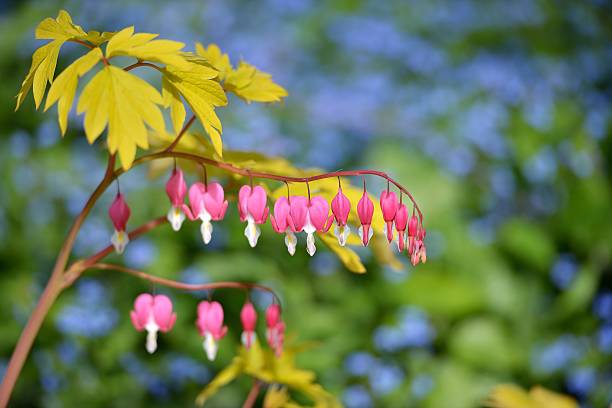 Dicentra spectabilis Gold cœur - Photo