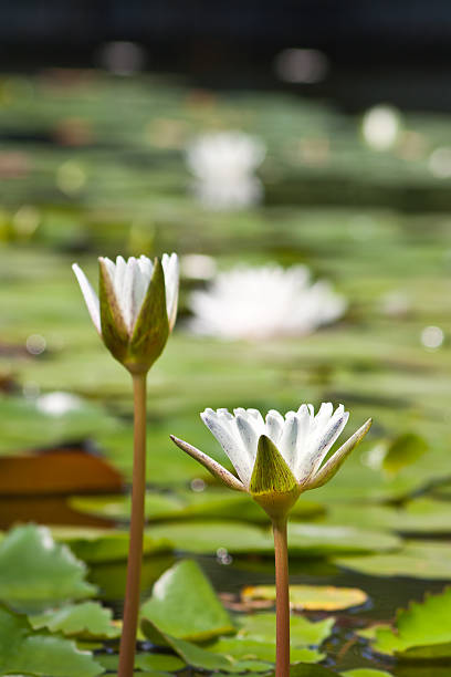 istock beautiful lotus with water 499247925