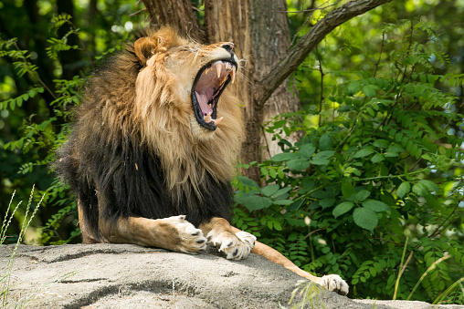A lion roaring on a rock in the sunlight.