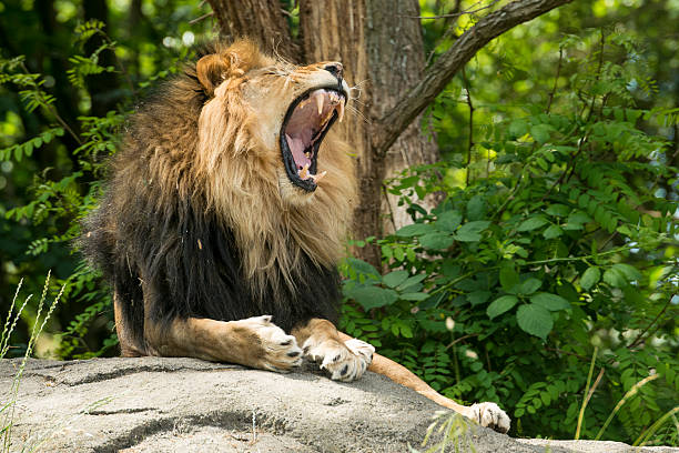 BIg Cat A lion roaring on a rock in the sunlight. roaring stock pictures, royalty-free photos & images