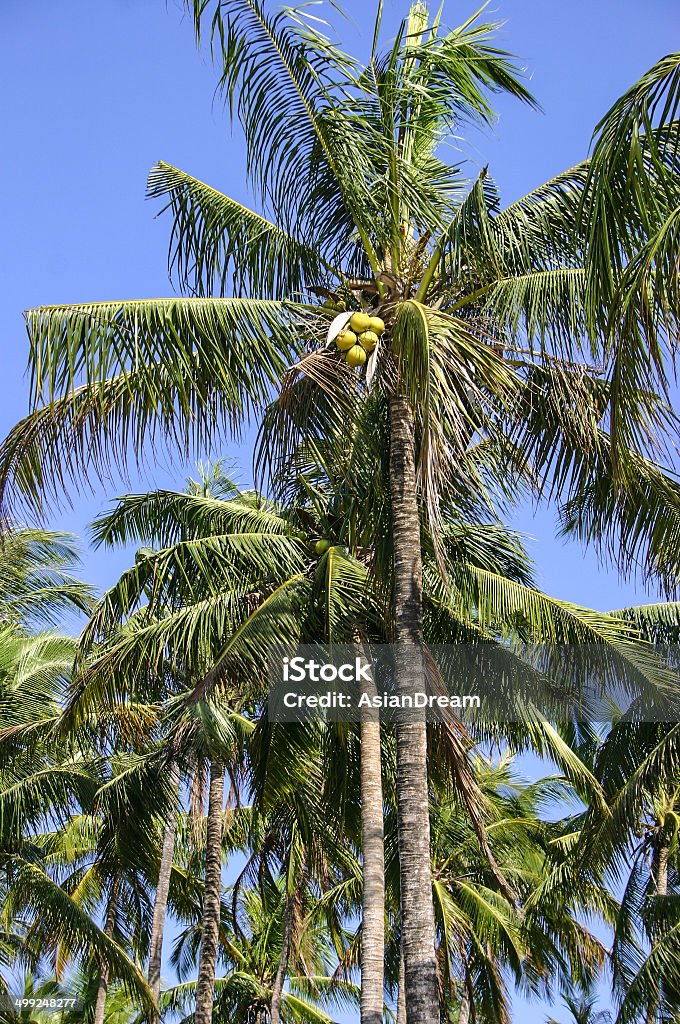 Palm trees Palm trees in Ngwe Saung beach in Myanmar Asia Stock Photo