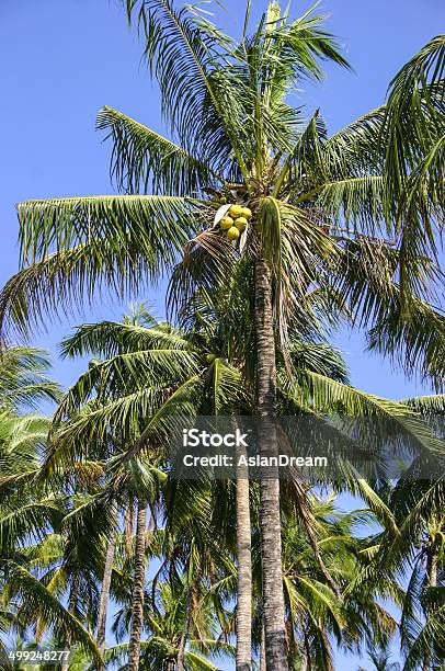 Palm Trees Stock Photo - Download Image Now - Asia, Beach, Blue