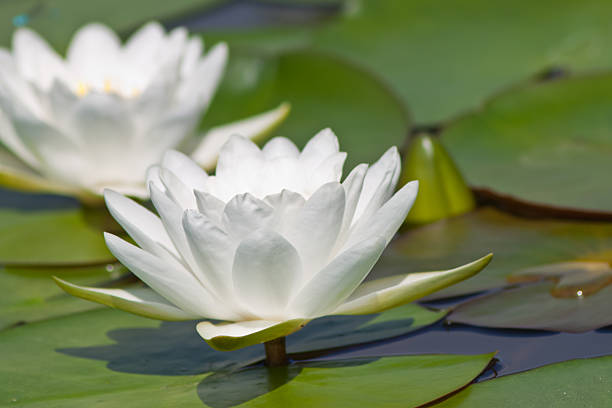 istock beautiful lotus with water 499248447