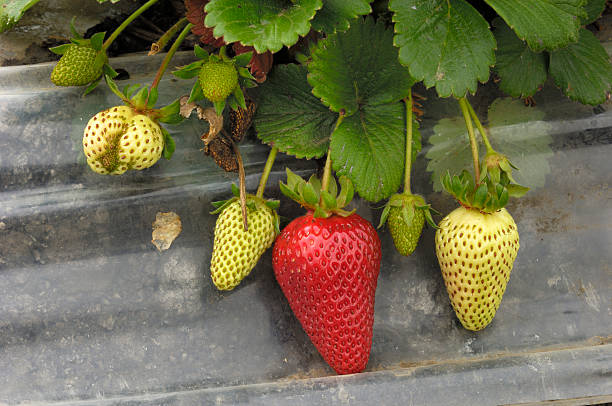 close-up of ripening strawberies en la vid - strawberry vine fotografías e imágenes de stock