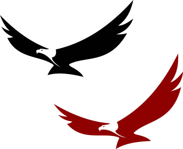 stockillustraties, clipart, cartoons en iconen met graceful soaring eagle - snavel