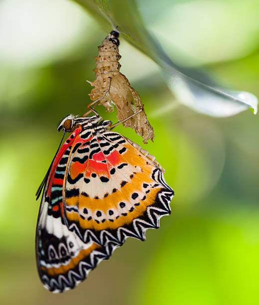 istock Leopard lacewing butterfly come out from pupa 499252784