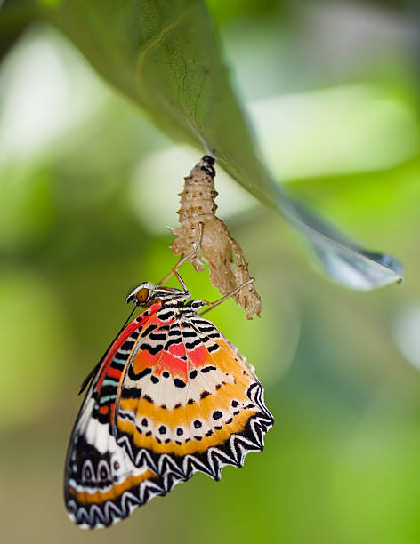 istock Leopard lacewing butterfly come out from pupa 499253372