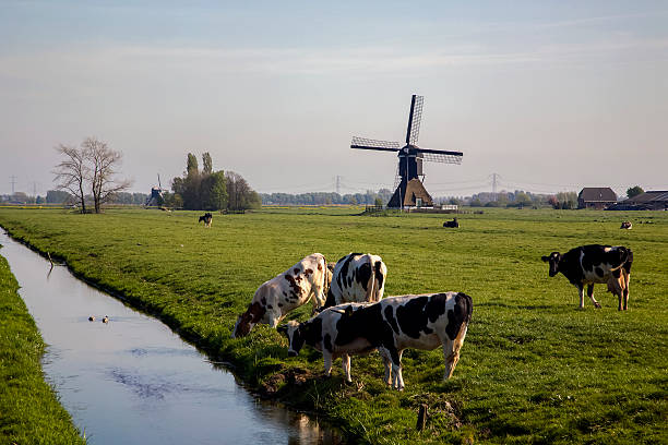 istock Dutch rural landscape with cows and windmill 499253802