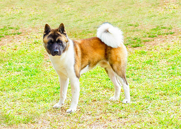 istock American Akita 499253880