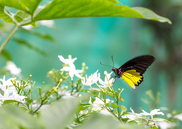 istock Common Birdwing Butterfly in a garden 499253954