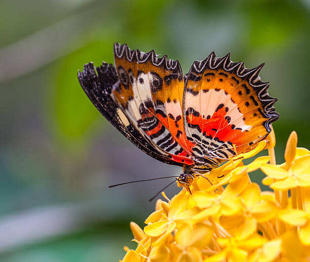 istock Common Lacewing Butterfly in a garden 499254198