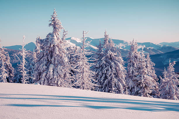istock Sunny morning scene in the winter mountain. 499254236