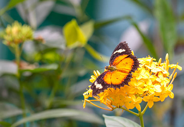 istock Beautiful Butterfly in a Butterfly Farm 499254250