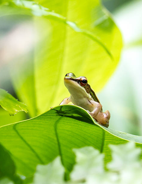 istock Little green frog surrounded by green foliage 499254594