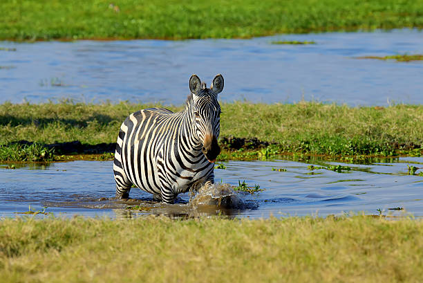 istock Zebra in National park of Kenya 499254848