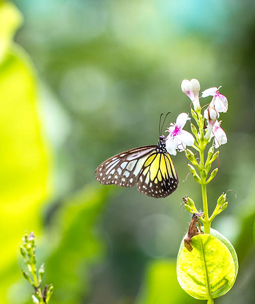 istock Yellow Glassy Tiger butterfly on a flower 499255700