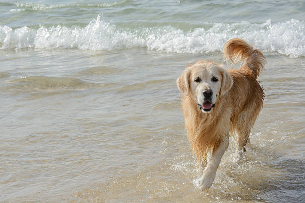 istock Golden Retriever Dog Play on the beach 499255766