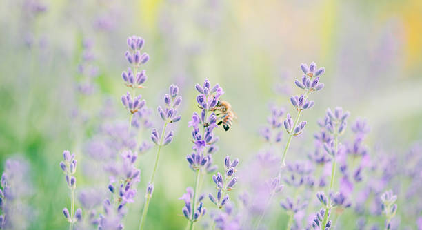 istock Honeybee flying to lavender flower 499255828