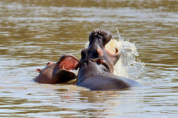 istock Hippo family. Kenya, Africa 499255898