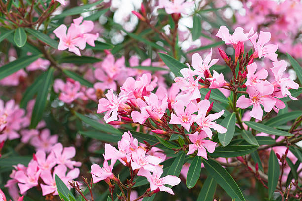 Nerium oleander Nerium oleander bush with pink flowers gentianales photos stock pictures, royalty-free photos & images
