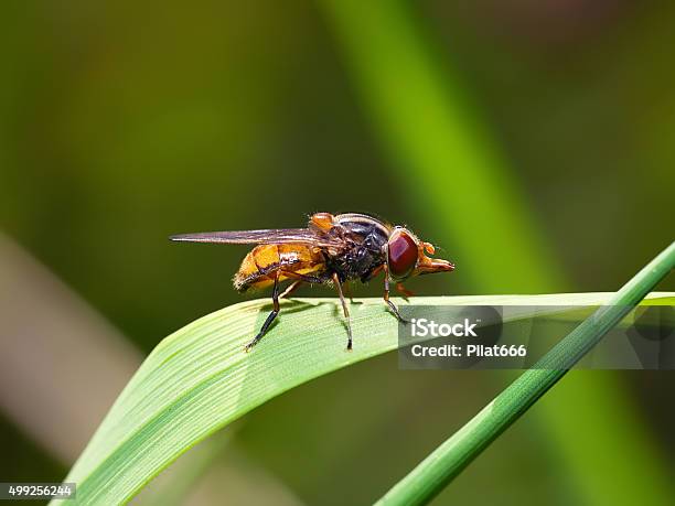 Insect Fly Macro On Leaf Stock Photo - Download Image Now - 2015, Animal, Close-up