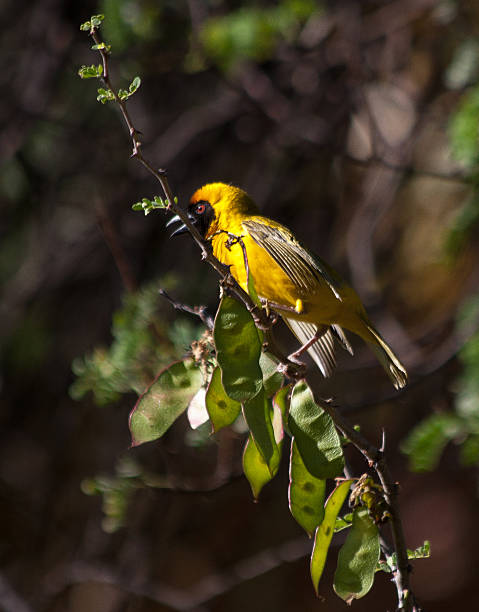istock Singing male lesser masked weaver bird 10 499256266