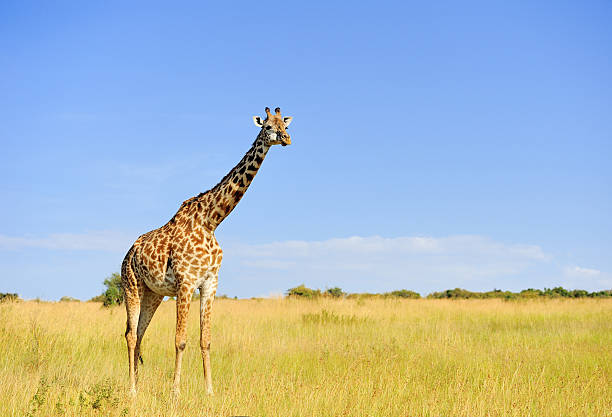 istock Giraffe in National park of Kenya 499256316
