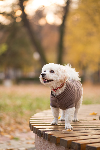 Cute little bichon posing on the bench in the park in autumn