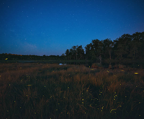 dance der fireflies - leuchtkäfer stock-fotos und bilder