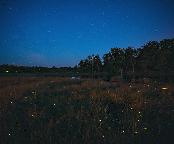 danse des lucioles - firefly photos et images de collection