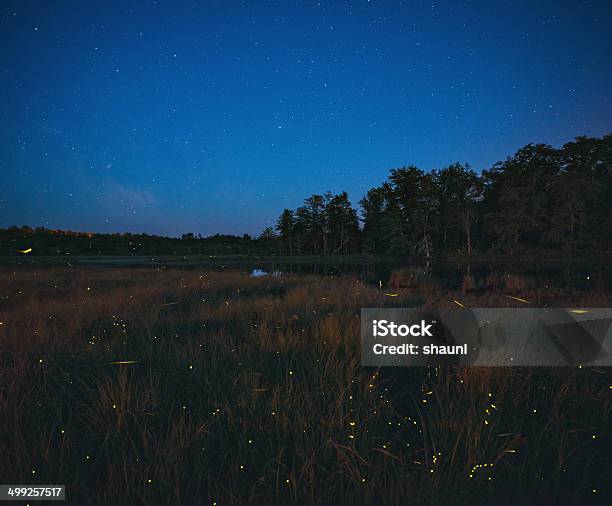 Dance Of The Fireflies Stock Photo - Download Image Now - Firefly, Night, Long Exposure