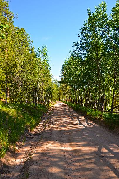 Mountain Road lined with Pines & Aspen stock photo