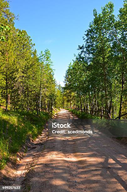 Mountain Road Lined With Pines Aspen Stock Photo - Download Image Now - Aspen Tree, Awe, Beauty In Nature