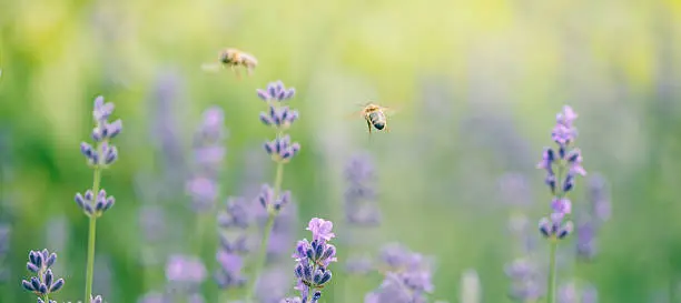 Honeybee flying to lavender flower