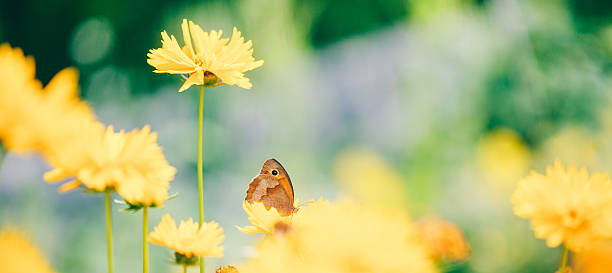 schmetterling auf daisy blume und nahaufnahme - wildflower spring close up daisy stock-fotos und bilder