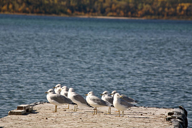 istock California Gulls gather on a boat dock in Northern Saskatchewan 499258337