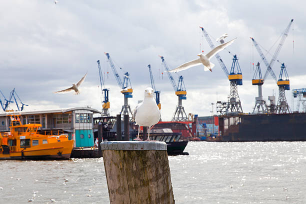 Eye in eye with a seagull in Hamburg