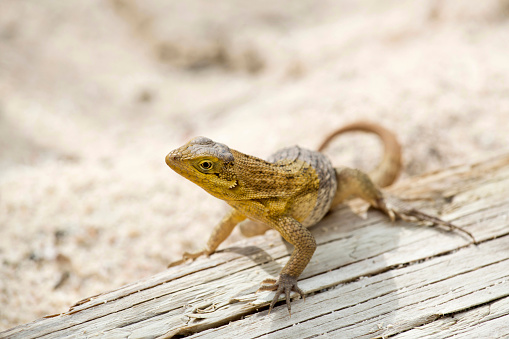 Yellow lizard on a piece of driftwood sand for background (Adobe RGB)