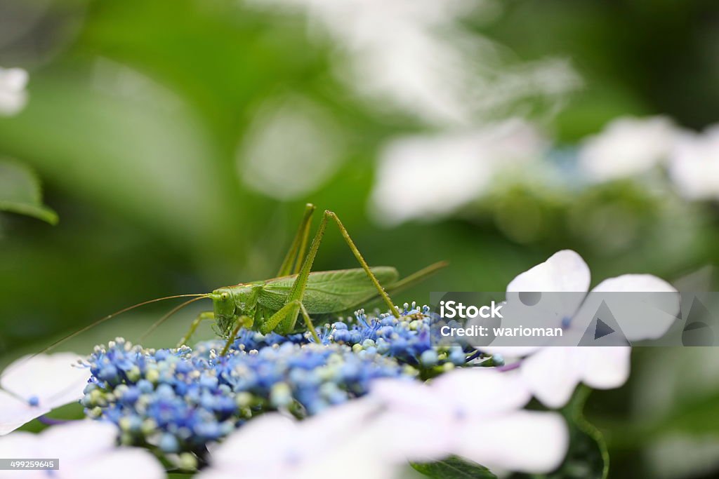 Saltamontes y hortensia - Foto de stock de Aire libre libre de derechos