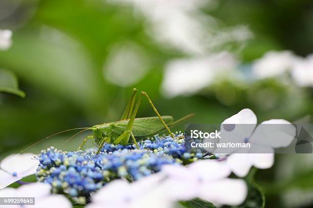 Saltamontes Y Hortensia Foto de stock y más banco de imágenes de Aire libre - Aire libre, Azul, Blanco - Color