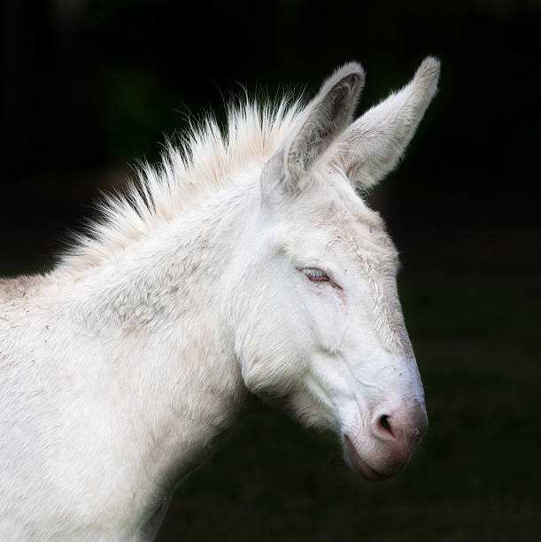 portrait de visage de côté d'un blanc de baudet - mule animal profile animal head photos et images de collection