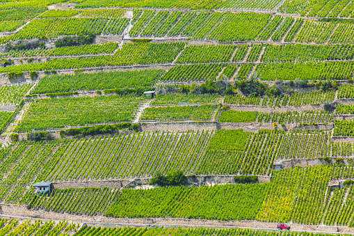 Vineyard in Sion: