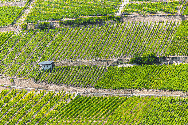 istock Swiss Vineyard in Sion 499259713