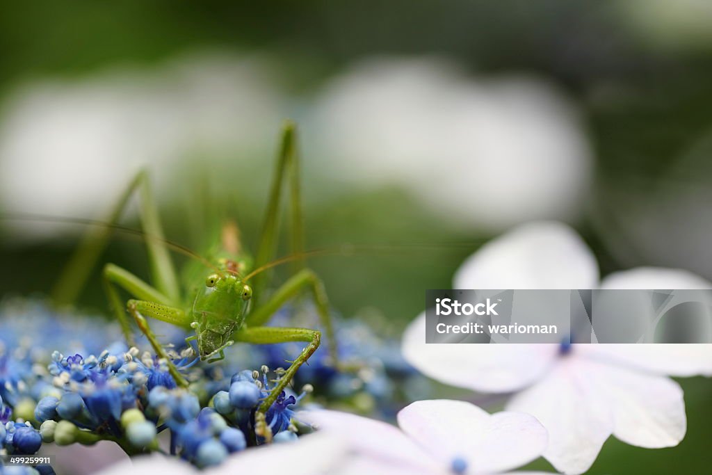 Hortensia, Sauterelle - Photo de Blanc libre de droits